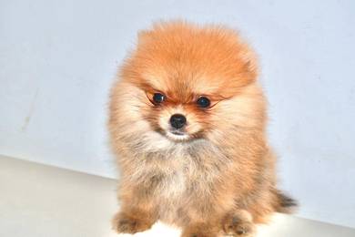 w26 Adorable Pomeranian Puppy
