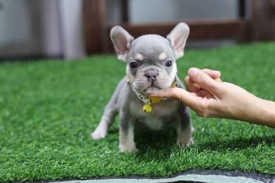 French bulldog