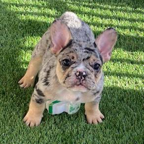HHR_D100191 French Bulldog Merle Tan color