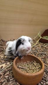 Guinea pig for sale