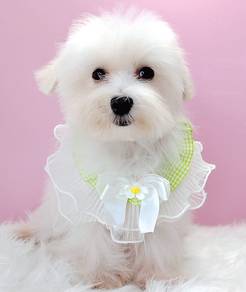 Maltese