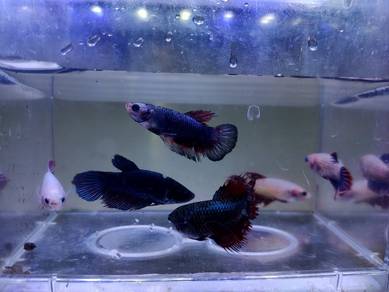 Female Betta fish Ikan Laga Betina