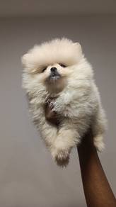 Pomeranian 