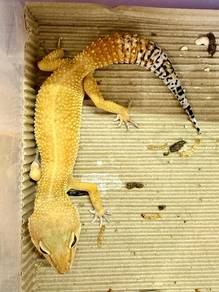 Leopard Gecko