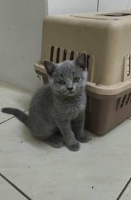 bsh kitten cute 