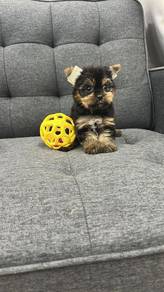约克夏
Yorkshire Terrier
Female
AF-2
Dob : 26-06-26


