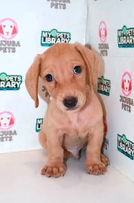 J0101 Dachshund Long Body Short Legs Puppy