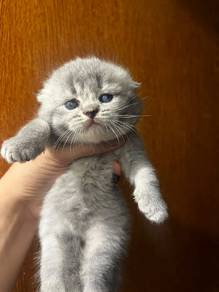 Scottish fold kitten