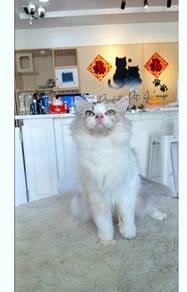 British Long Hair BLH Calico Female Cat