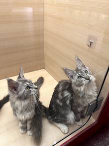 Mainecoon