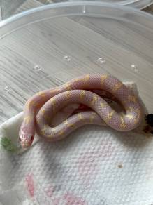 Albino California kingsnake