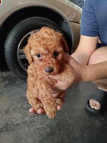 Toy Poodle