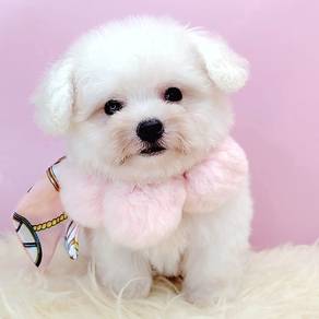 Bichon