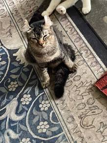 american curl