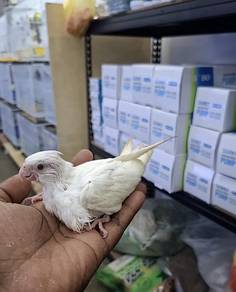 Cockateil albino