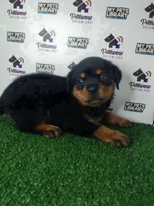 Rottweiler with mka cert female