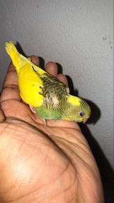 Burung baji anak Suap Jinak