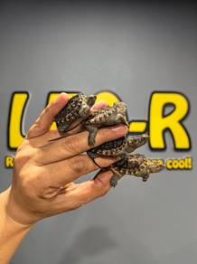Common Snapping Turtle / Kura-kura