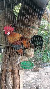 ayam hutan anak muda