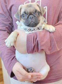 Pug