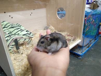 Cheap Hamster Grab Now!