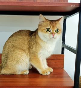 Golden British Shorthair BSH NY12 Cat 