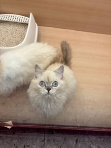 Non standard Munchkin Cat