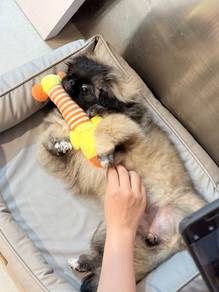 Black Face Pekingese Female Puppy