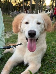 8 month Golden retriever for adoption