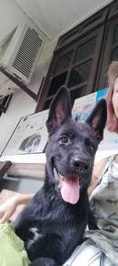 Puppy for Sales