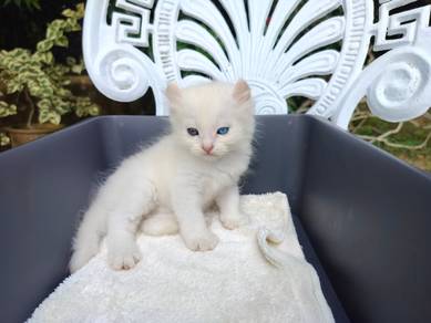TOPs A-GRADE Senzo Odd Eye White Curl Ragdoll cat