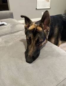 German Shepherd