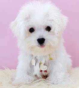 Bichon Frise