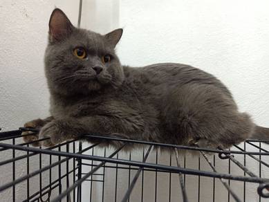 British Shorthair Male 