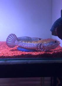 Channa Blue Pulchra