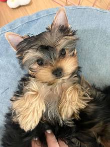 A7846 Lickmonster Silkese Long Hair Small Puppy Ba