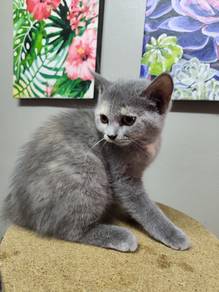 BSH kitten 