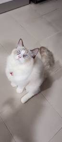 ragdoll