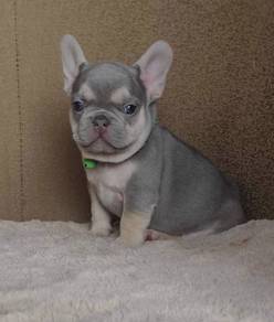 FRENCH BULLDOG PUPPIES🌻VIP11 Lilac Tan ~ Boy