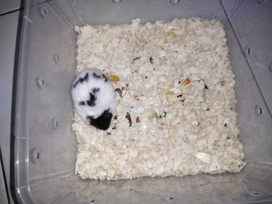 Hamster Campbell Black Mottled male