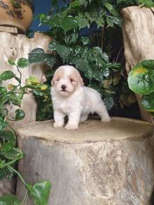 Pure Breed Parti Toy Poodle (Male) 