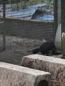 Ayam kampung utk dijual