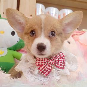Corgi