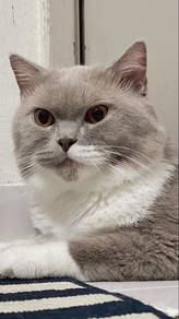 british shorthair bicolor m
