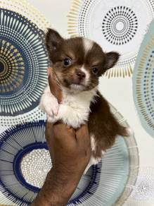 Tea cup chihuahua