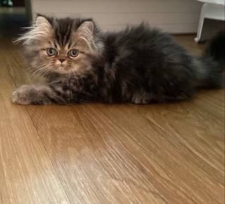 Kitten Comel Untuk Dijual