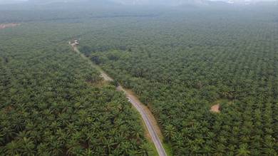Agricultural Land in Sungai Petani, KDH