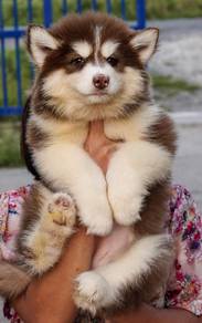 SIBERIAN HUSKY PUPPIES 🌻199 Male-Female