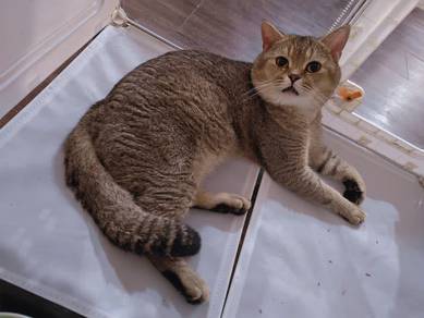 Golden Black BSH male NY25 code 99