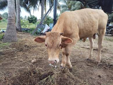 lembu Anak jate 8bln